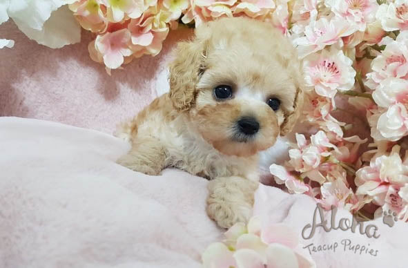 Sold to Jansen, burberry [TEACUP MALTIPOO]