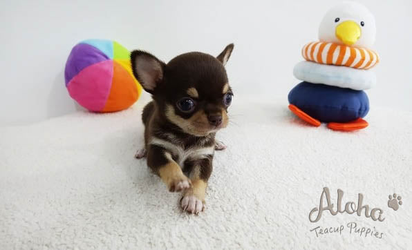 Sold to Jack, KitKat [TEACUP Chihuahua]