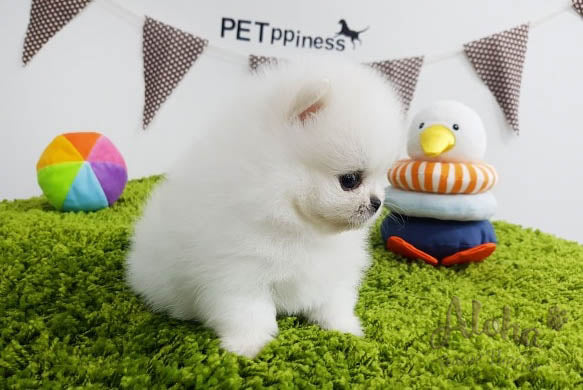 Sold to Lidisys, Luna [TEACUP POMERANIAN]