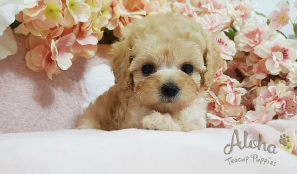 Sold to Jansen, burberry [TEACUP MALTIPOO]
