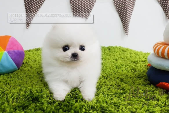 Sold to Lidisys, Luna [TEACUP POMERANIAN]