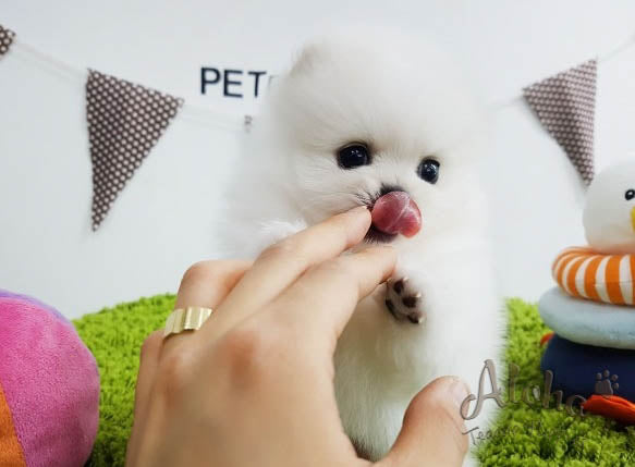 Sold to Lidisys, Luna [TEACUP POMERANIAN]