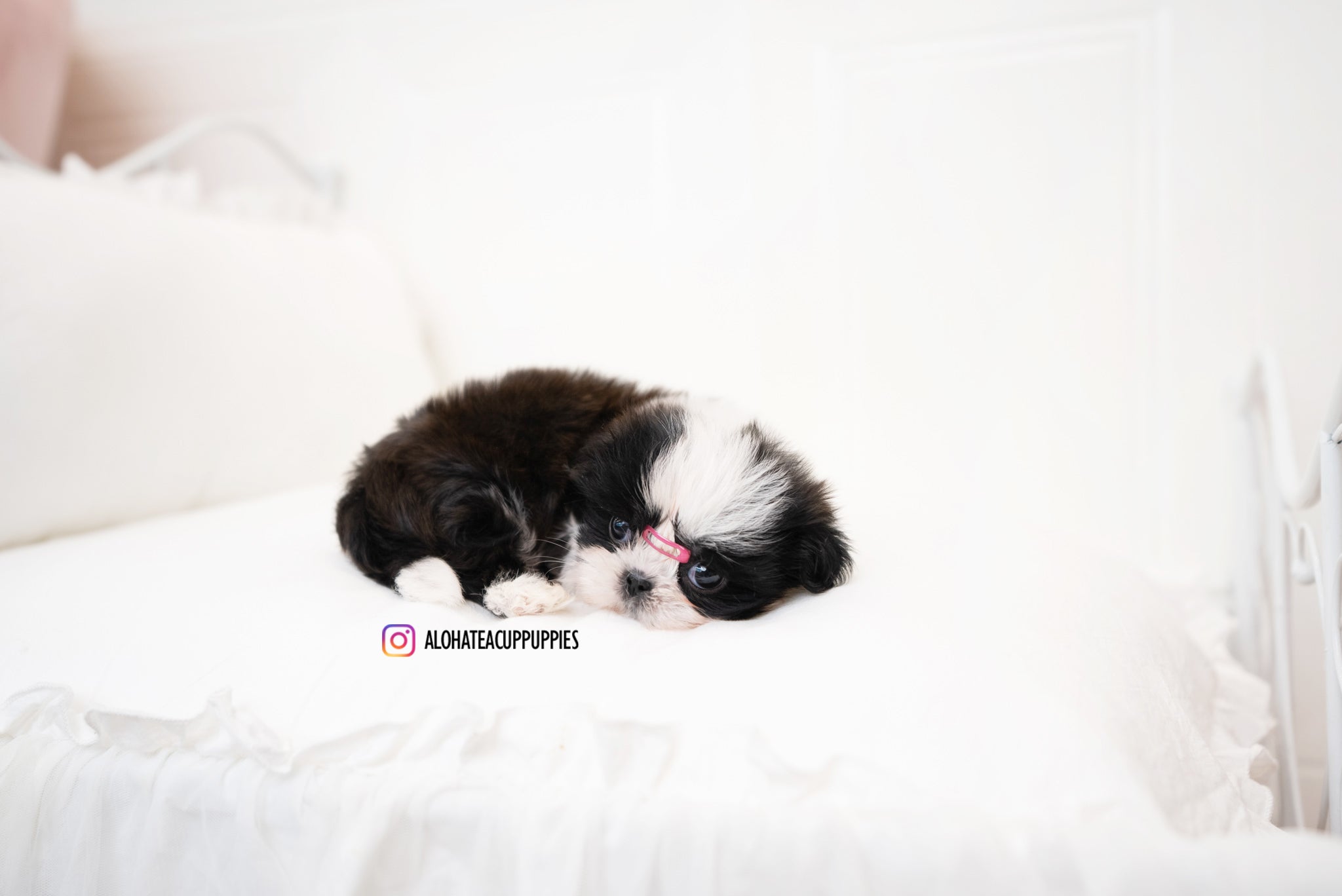 Zana [TEACUP Shihtzu]