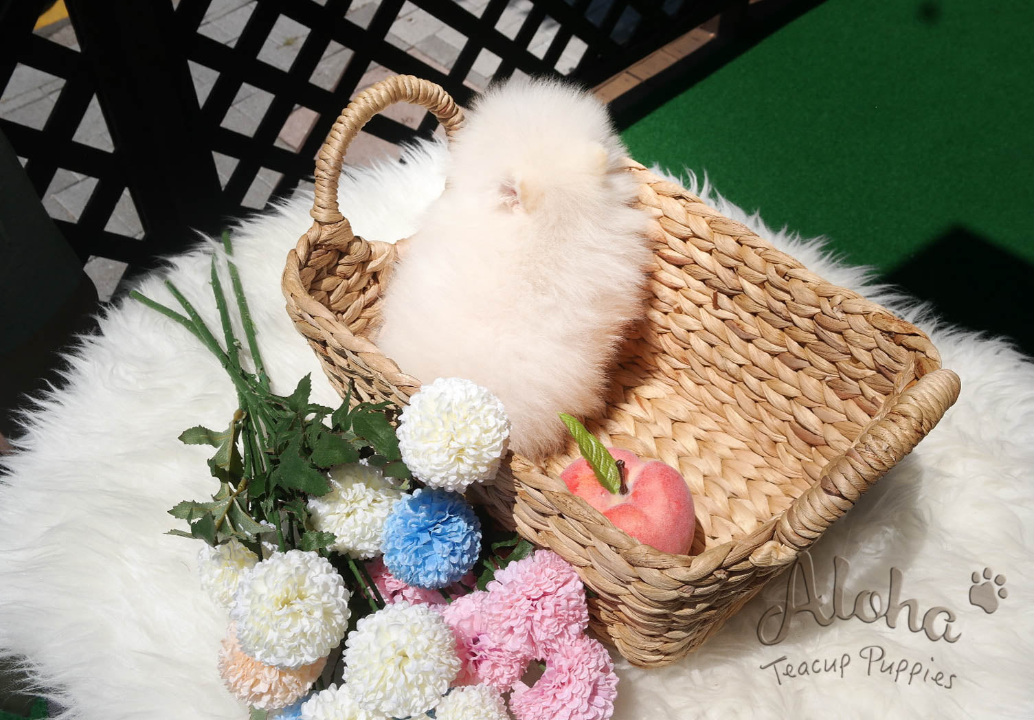 Sold to Denys, Tyler [TEACUP POMERANIAN]