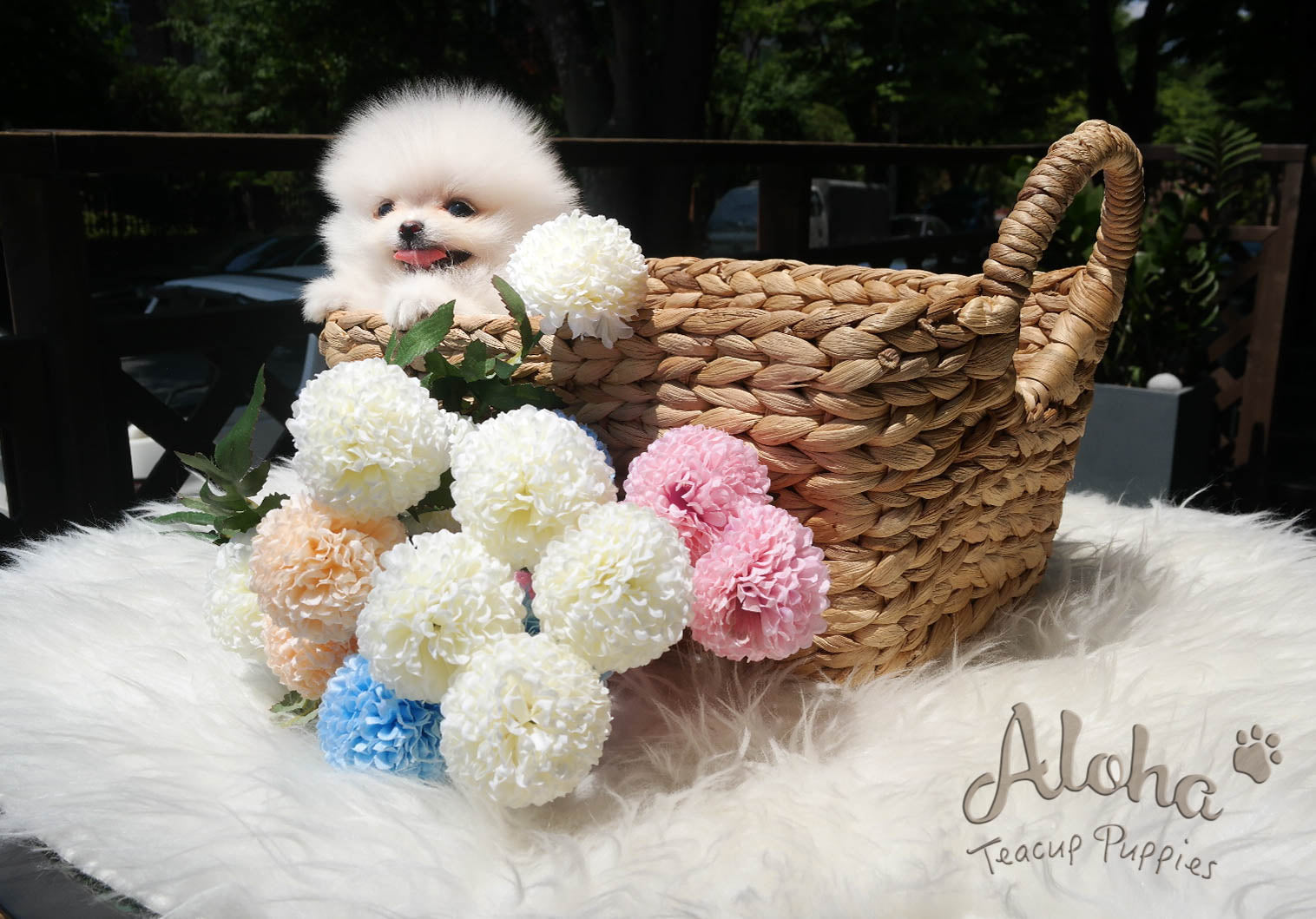Sold to Denys, Tyler [TEACUP POMERANIAN]