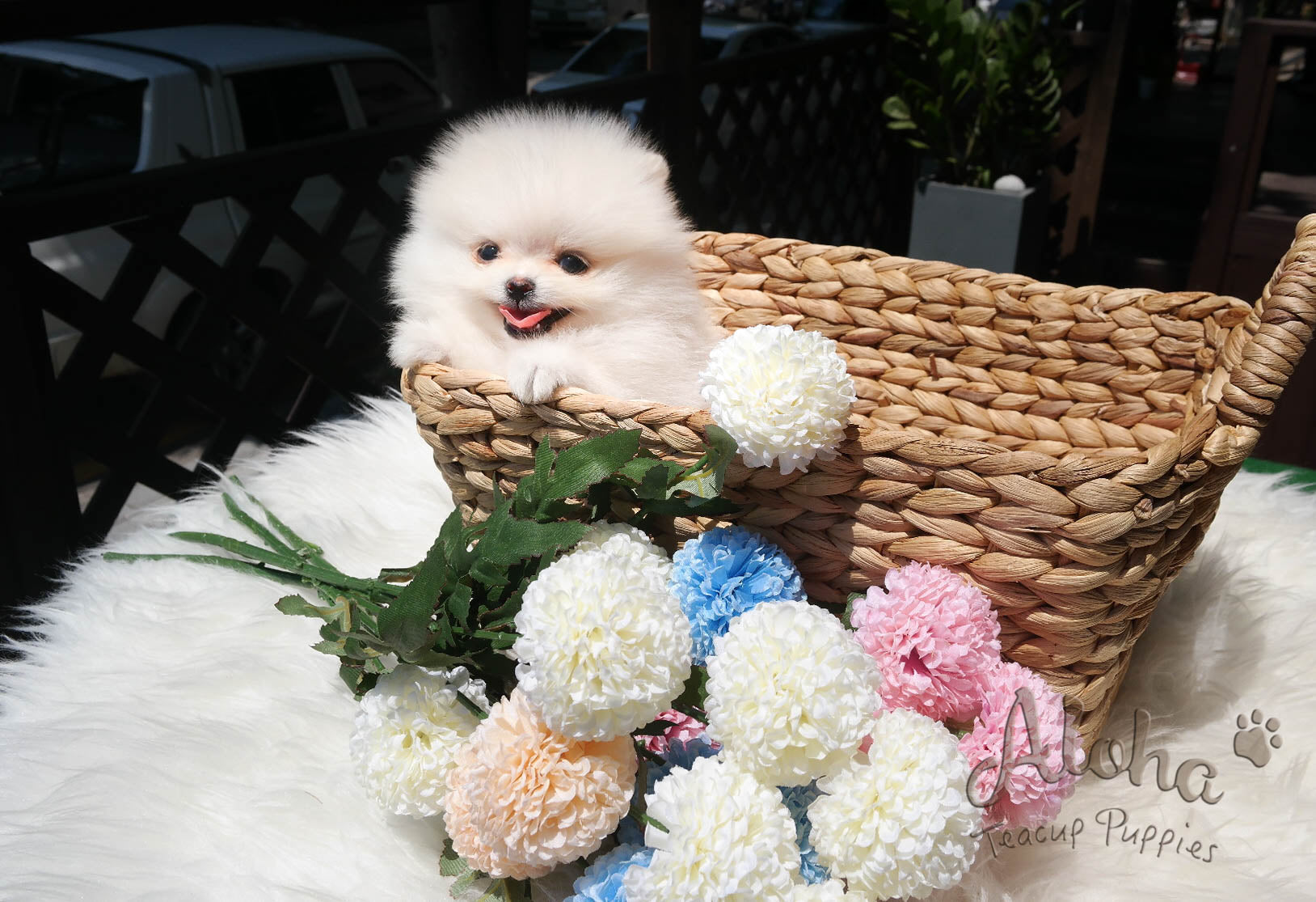 Sold to Denys, Tyler [TEACUP POMERANIAN]