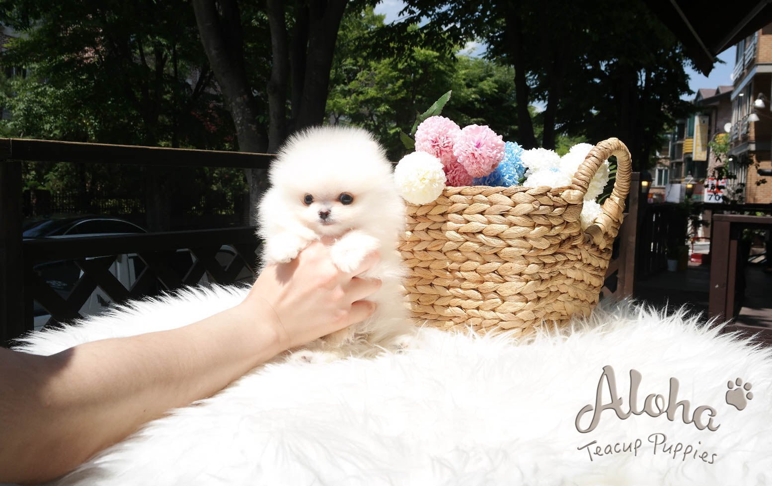 Sold to Denys, Tyler [TEACUP POMERANIAN]