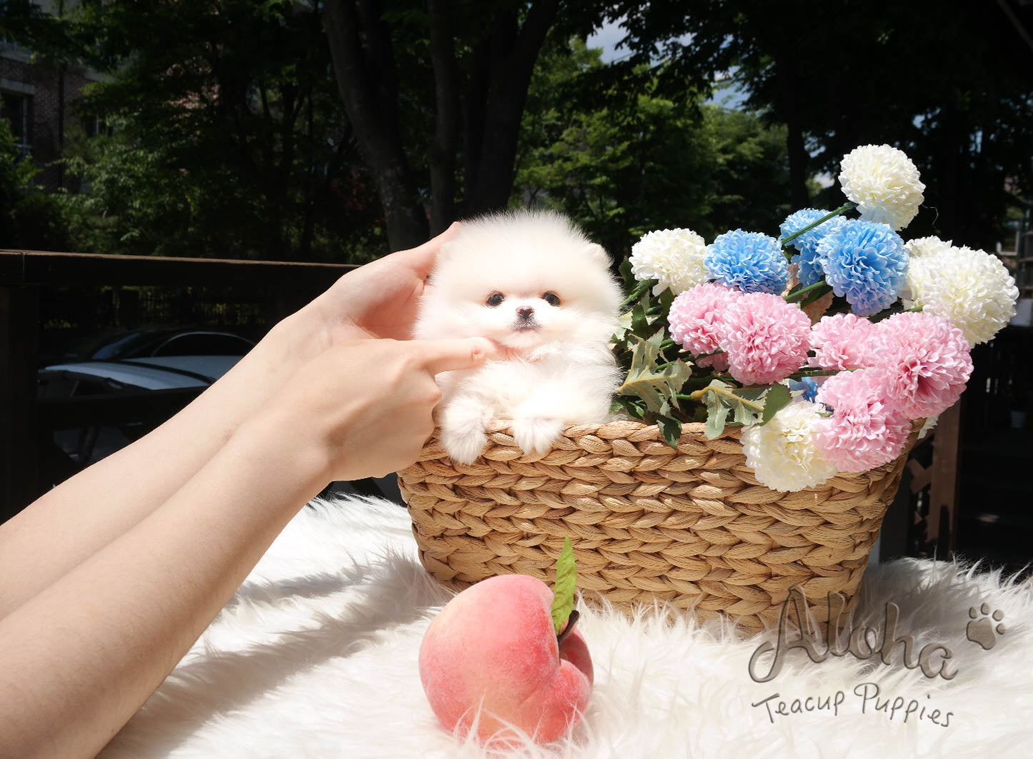 Sold to Denys, Tyler [TEACUP POMERANIAN]