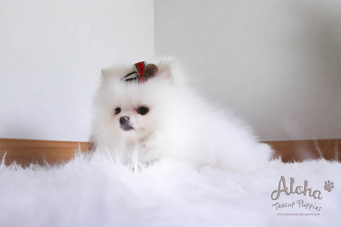 Santa - [Pomeranian]