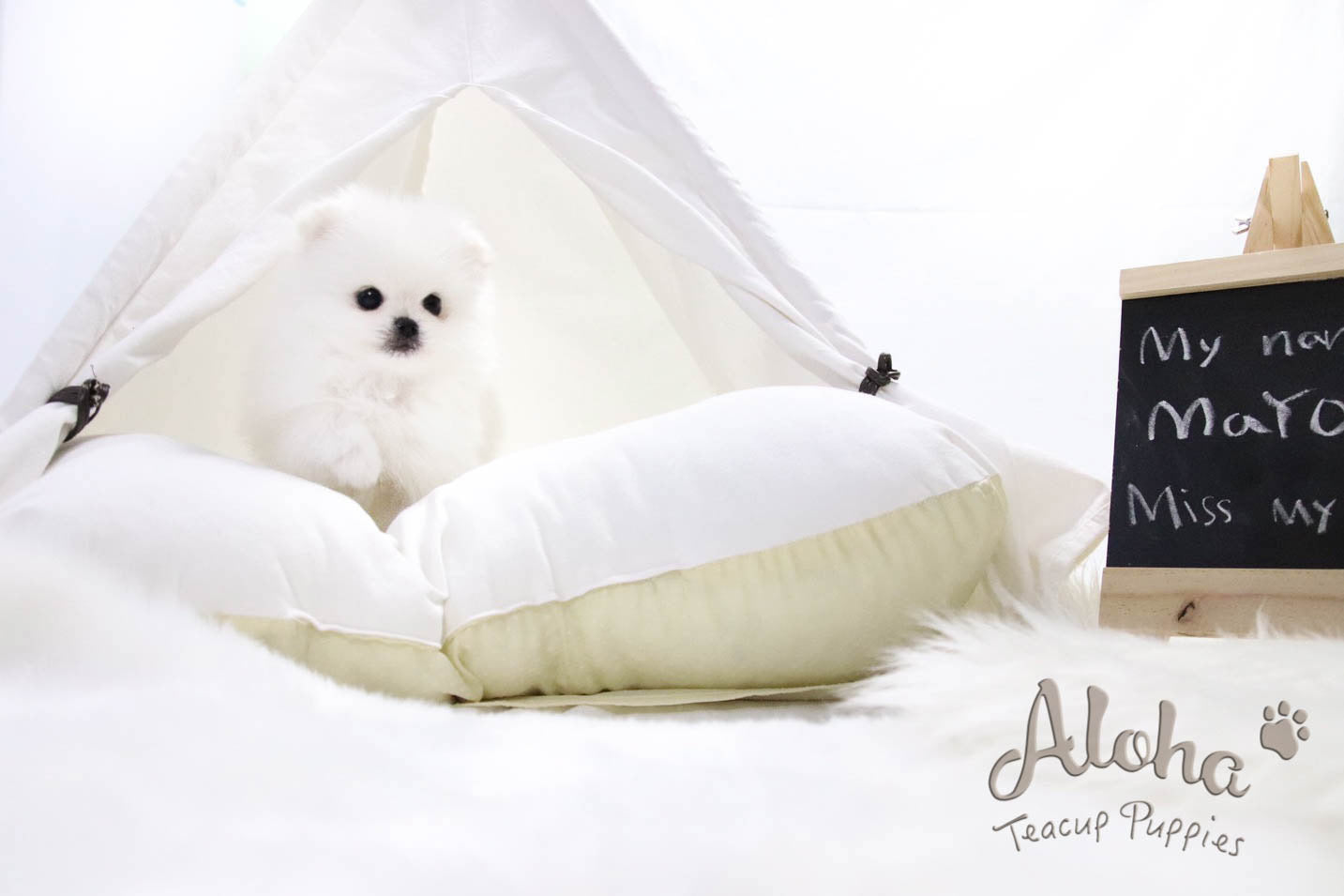 Sold to Jessica, Mayo - [Pomeranian]