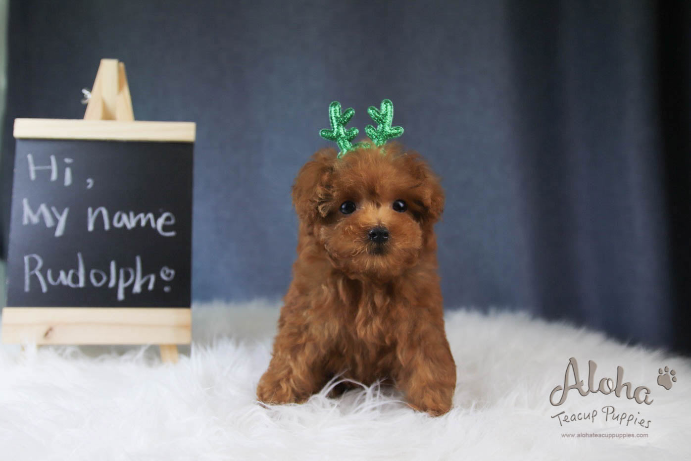 Rudolph - [Poodle]