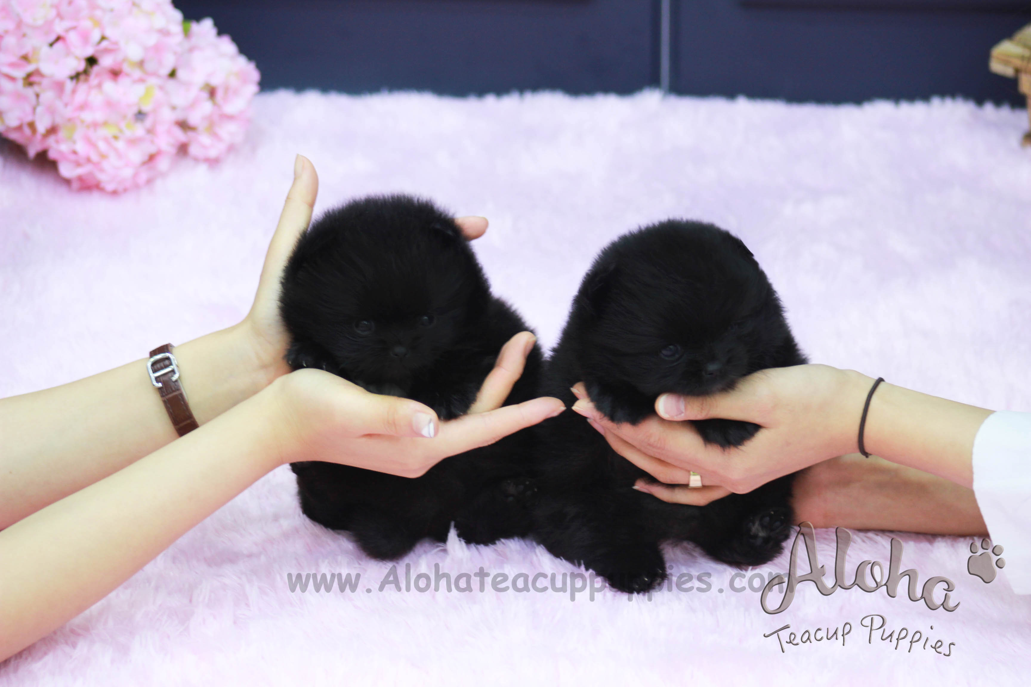Sold to Franciel, Poppy&Ava [Teacup Pomeranian]