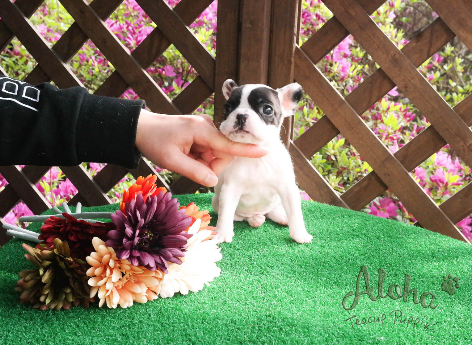 Vendido a Jessie, Max [Bulldog Francés Miniatura]
