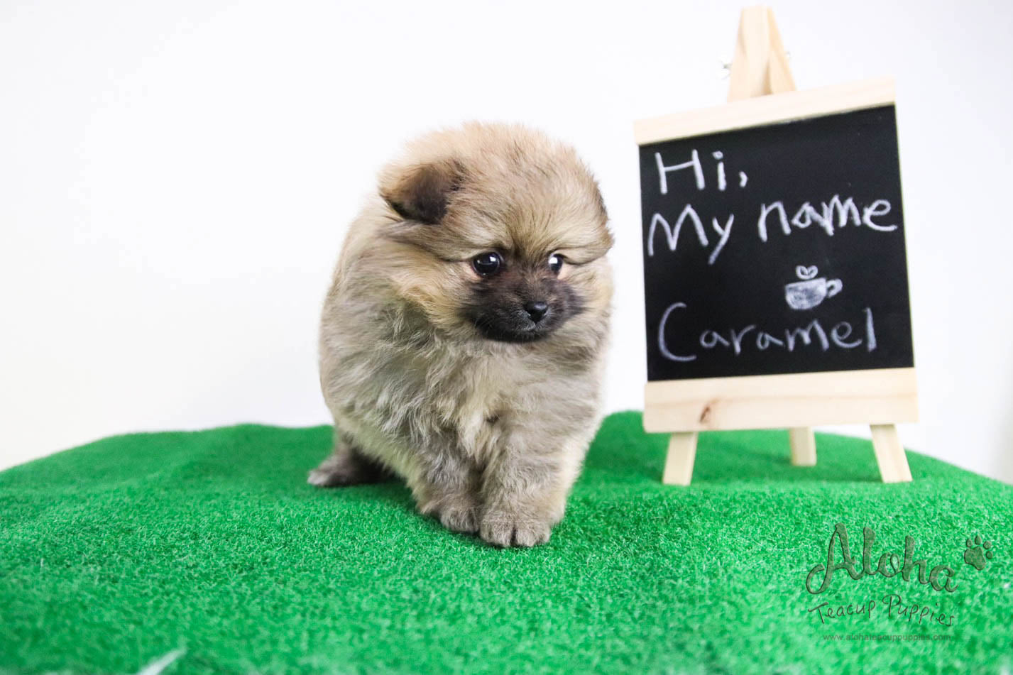 Caramel - [Pomeranian] - Reserved by Candide Monette