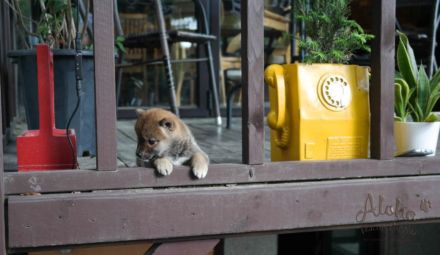 Michiko - [Shiba Inu] - Sold to Daisuke Yamashita