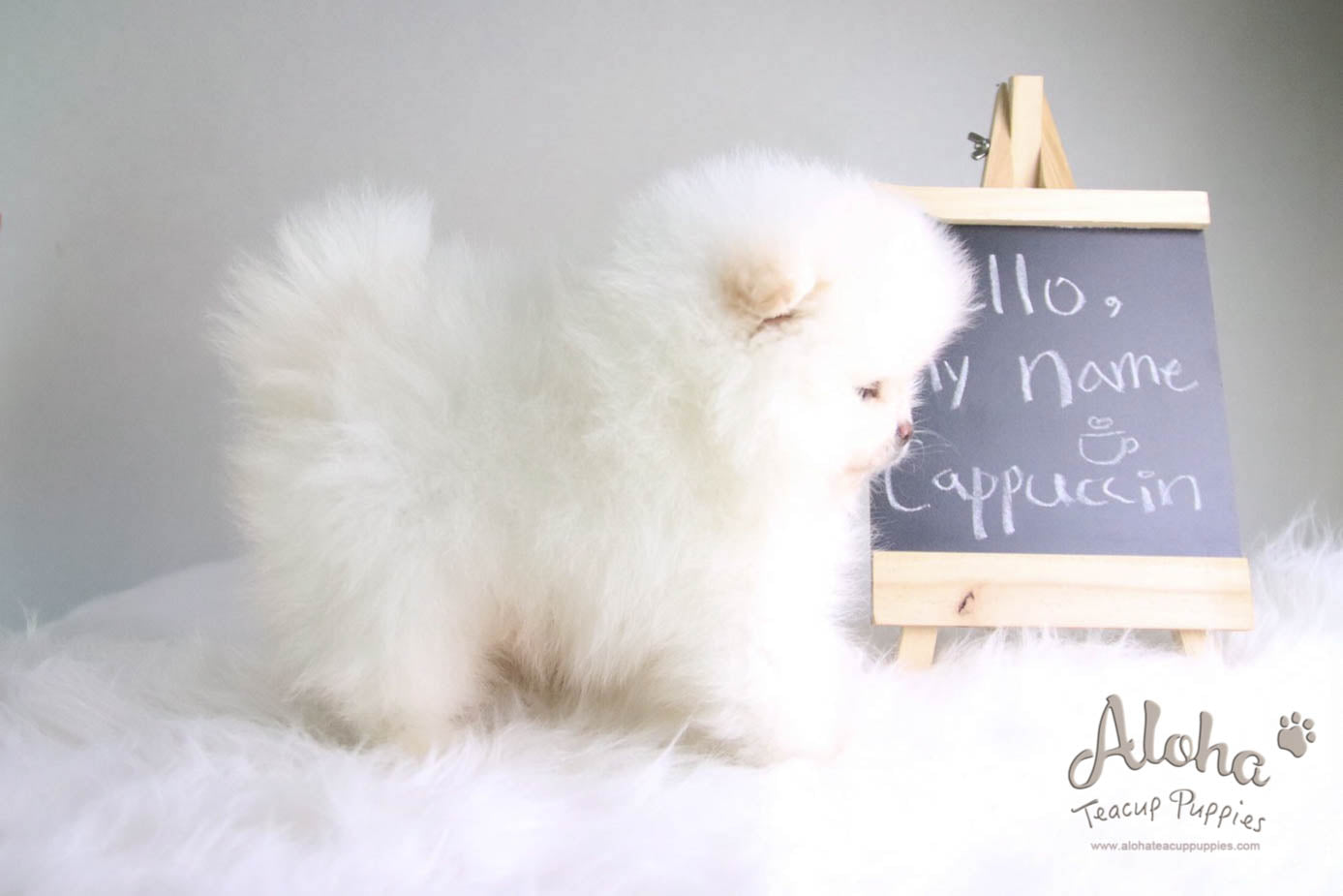 Cappuccino - [Pomeranian] - Reserved by Candide Monette