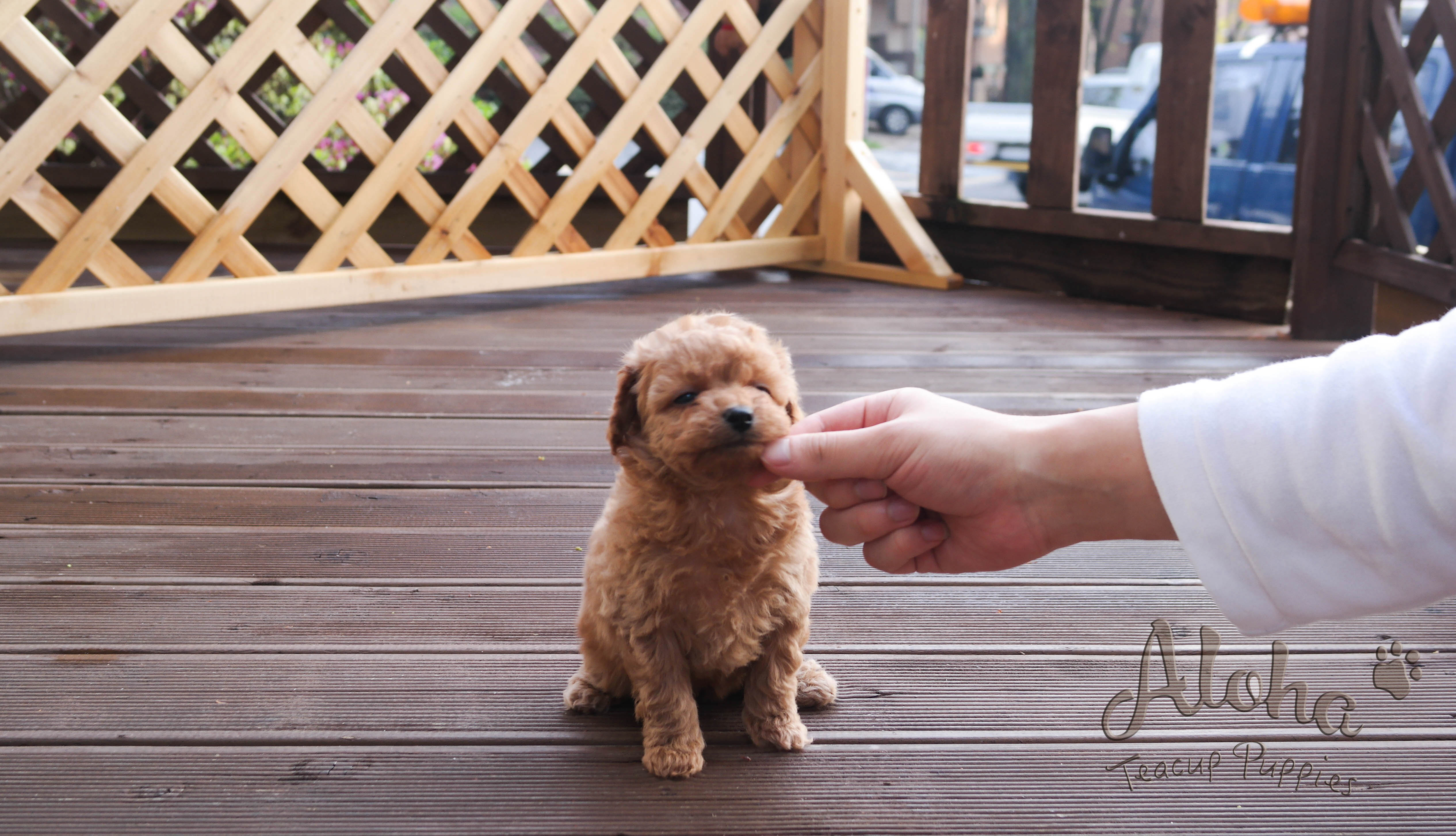 Sold to Kailie, Fluffy [TEACUP MALTIPOO]