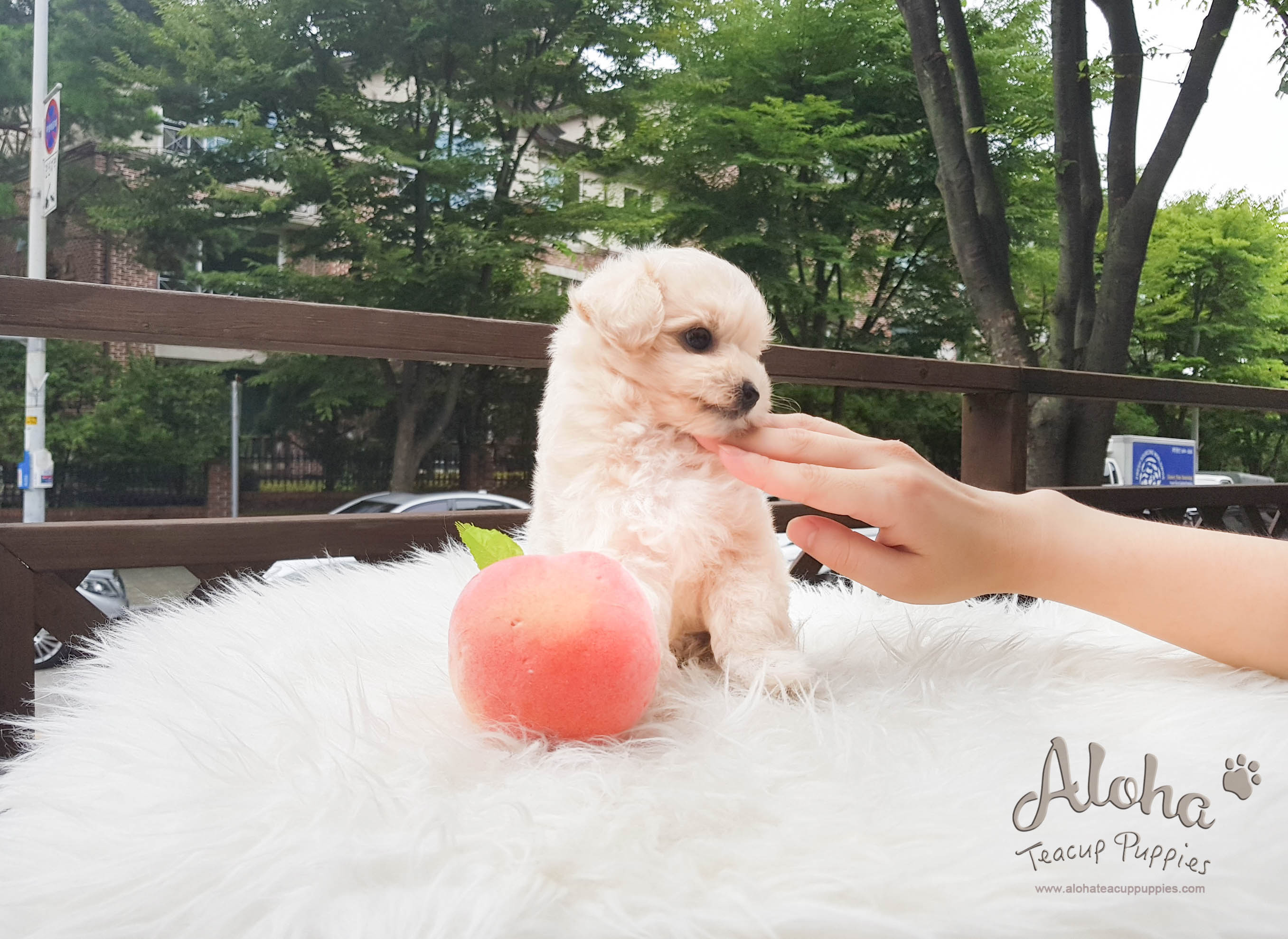 Drako - [Malti-poo]