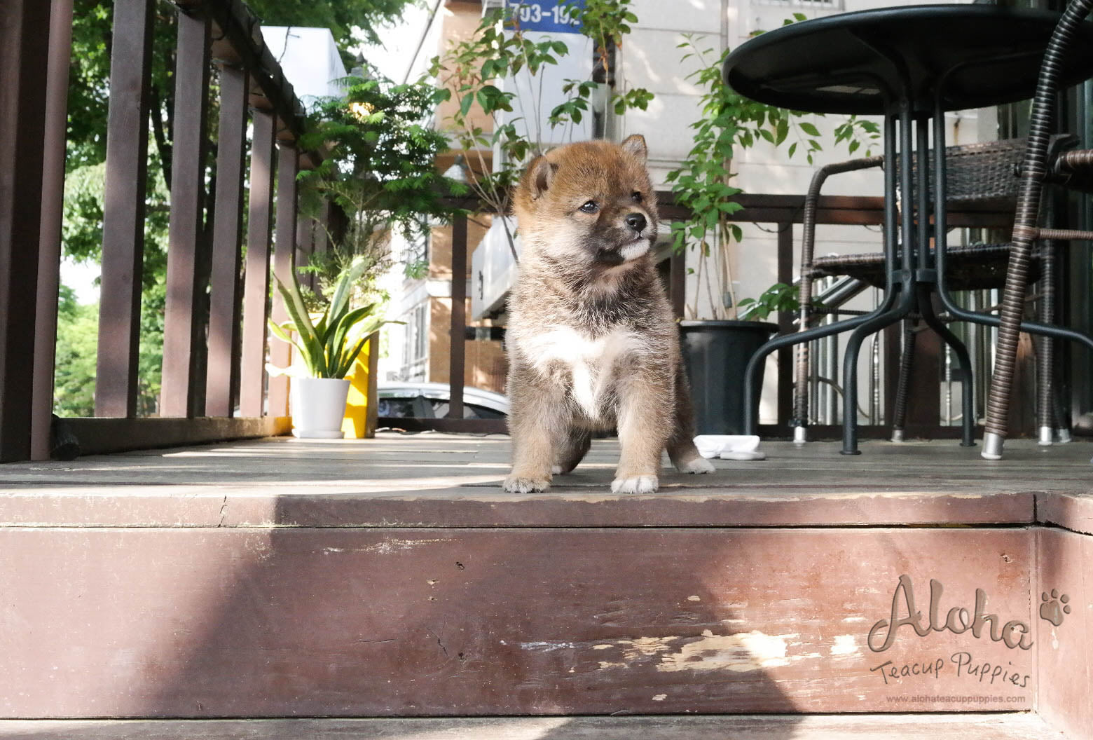 Michiko - [Shiba Inu] - Sold to Daisuke Yamashita
