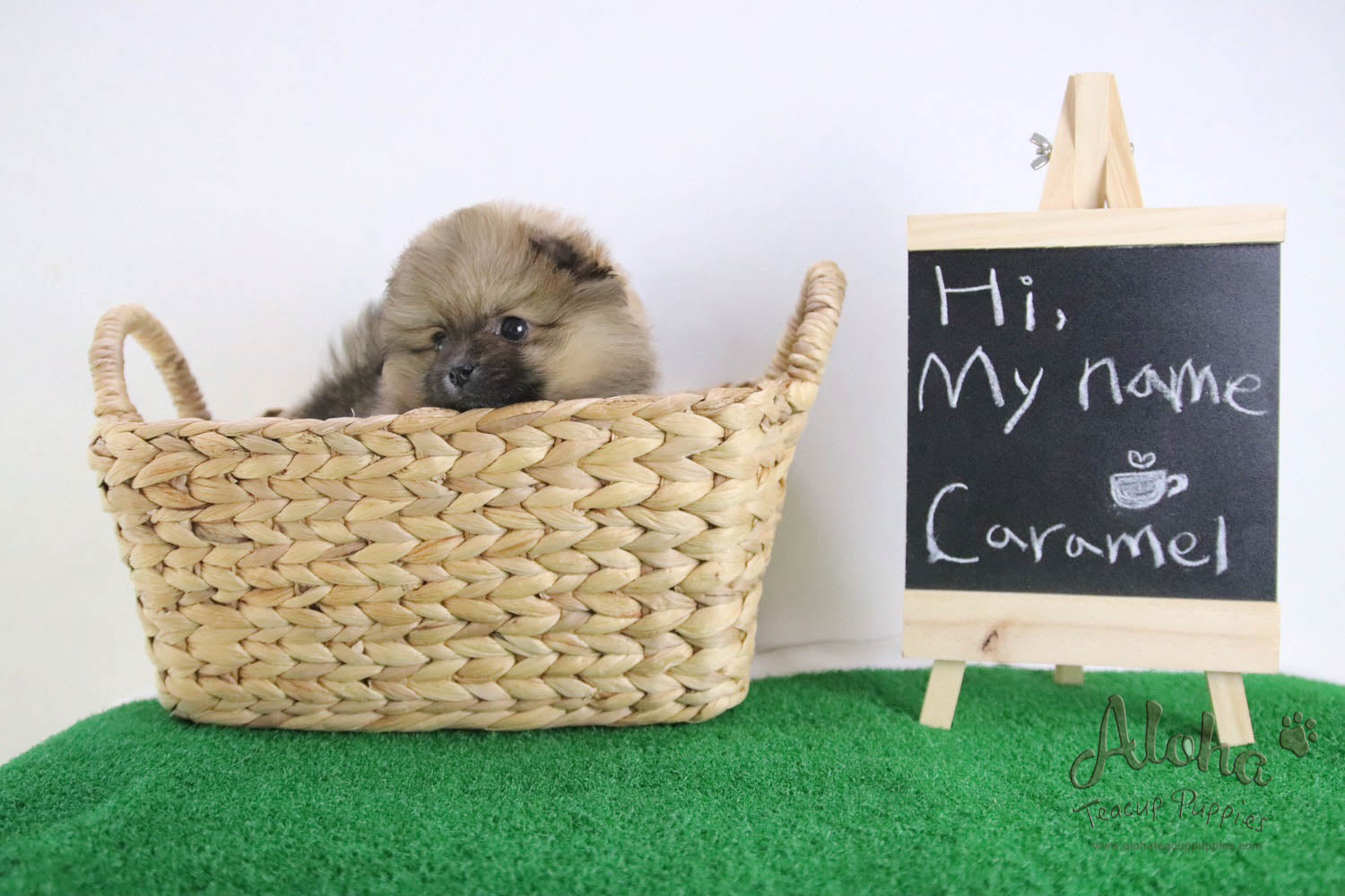 Caramel - [Pomeranian] - Reserved by Candide Monette