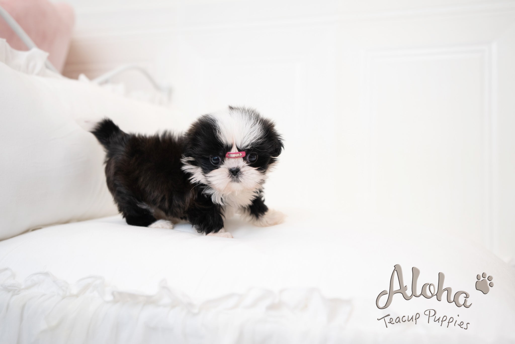 Zana [TEACUP Shihtzu]