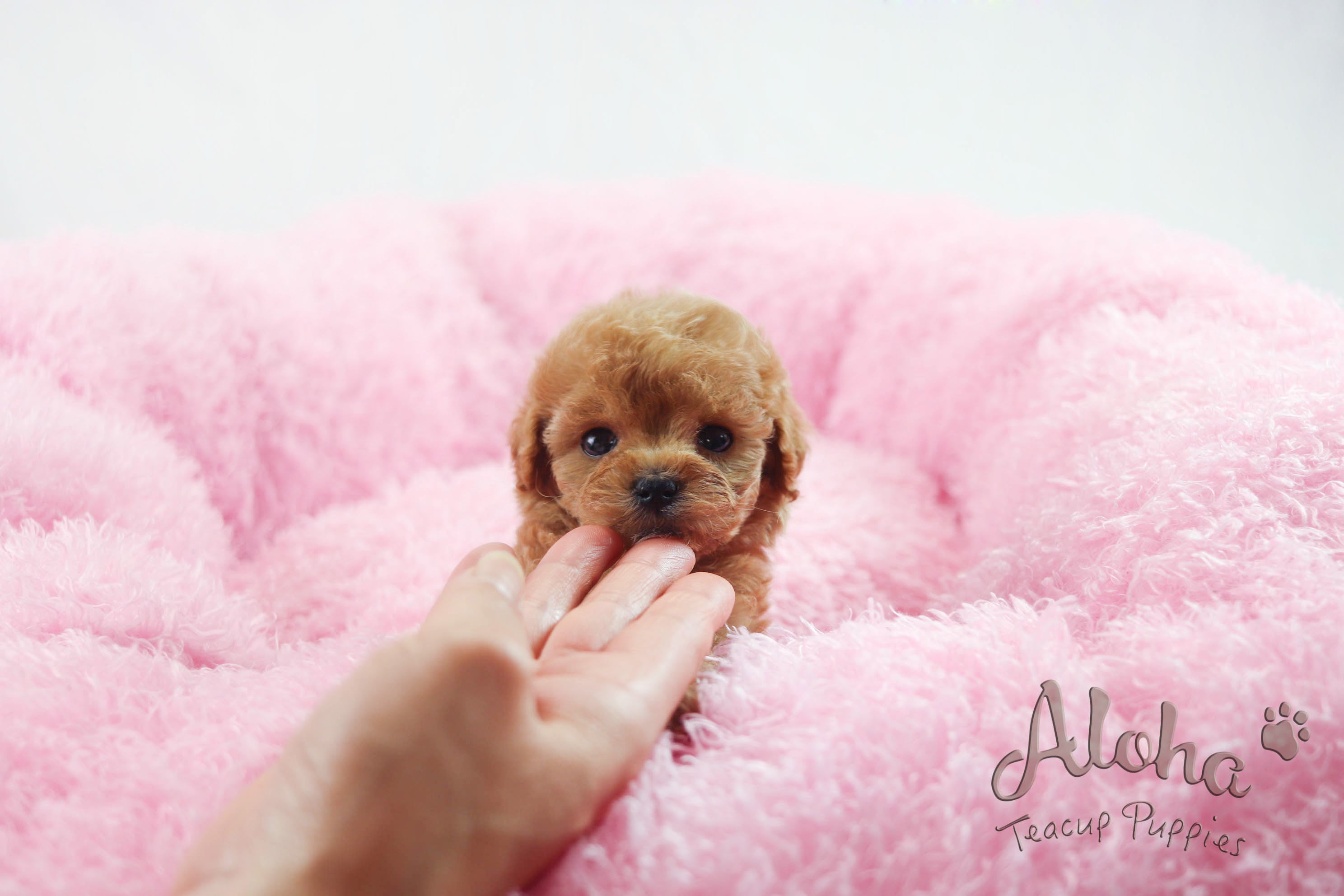 Sold to Delilah, baguette [TEACUP MALTIPOO]