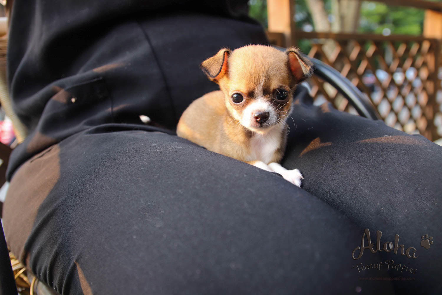 Jerome - [Chihuahua]