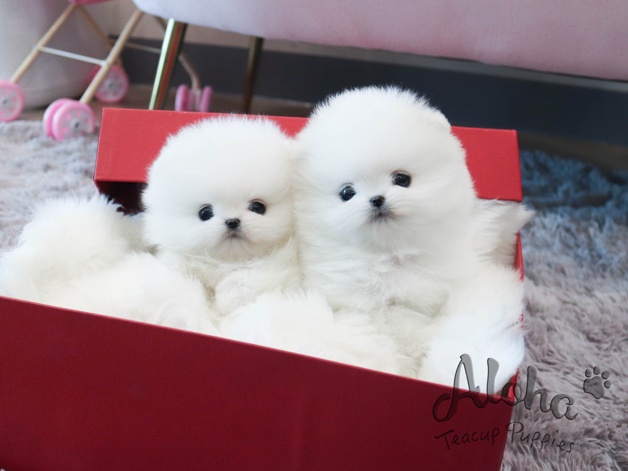 Anna&Sui [TEACUP POMERANIAN]