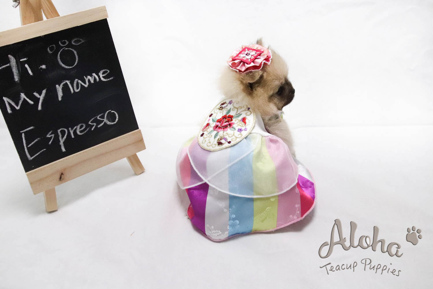 Sold to Renee, Espresso - [Pomeranian]