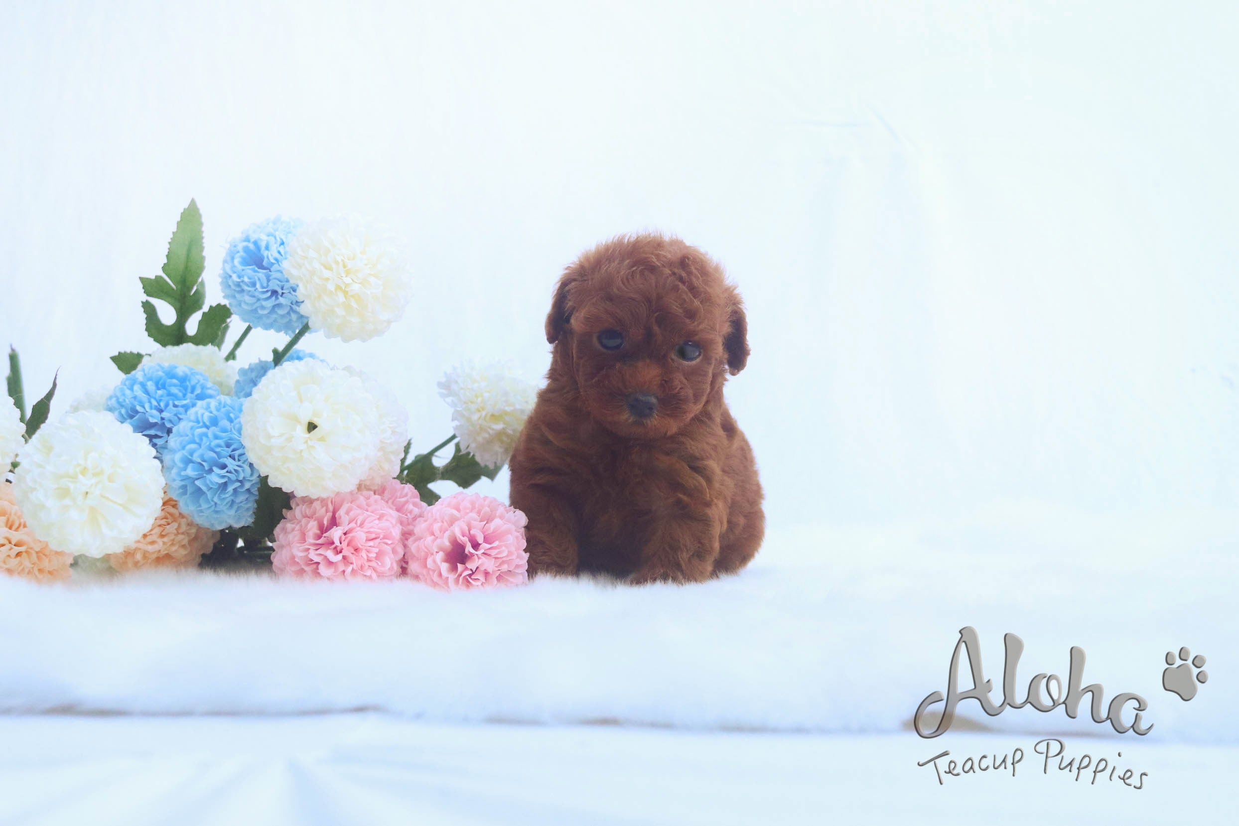 Sold to Xiao, BUDDY [Poodle]