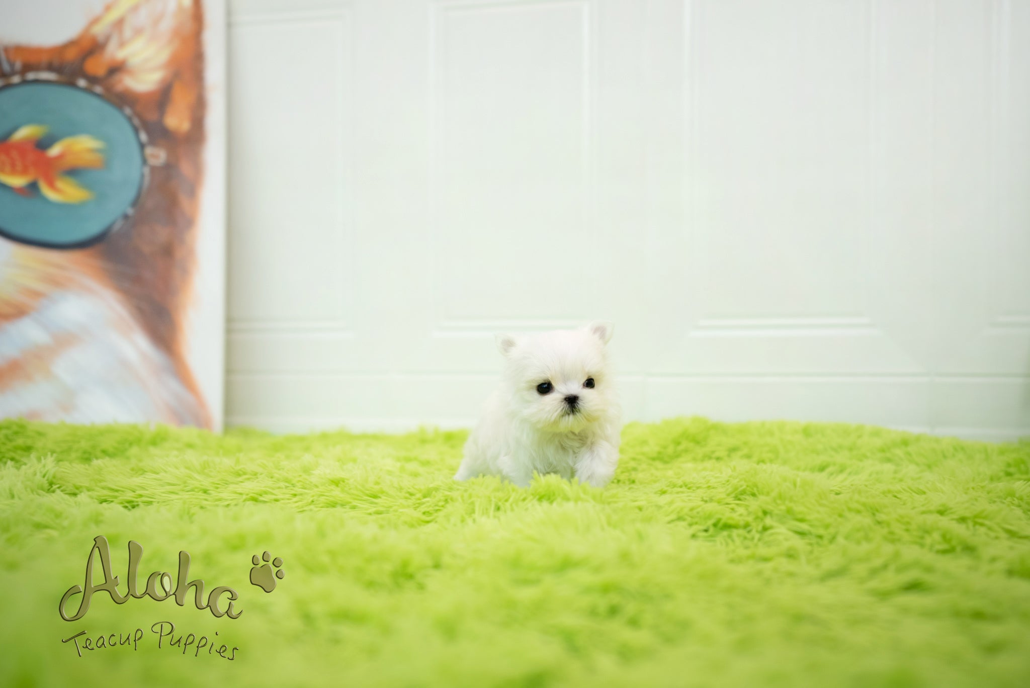 Sophia [TEACUP MALTESE]