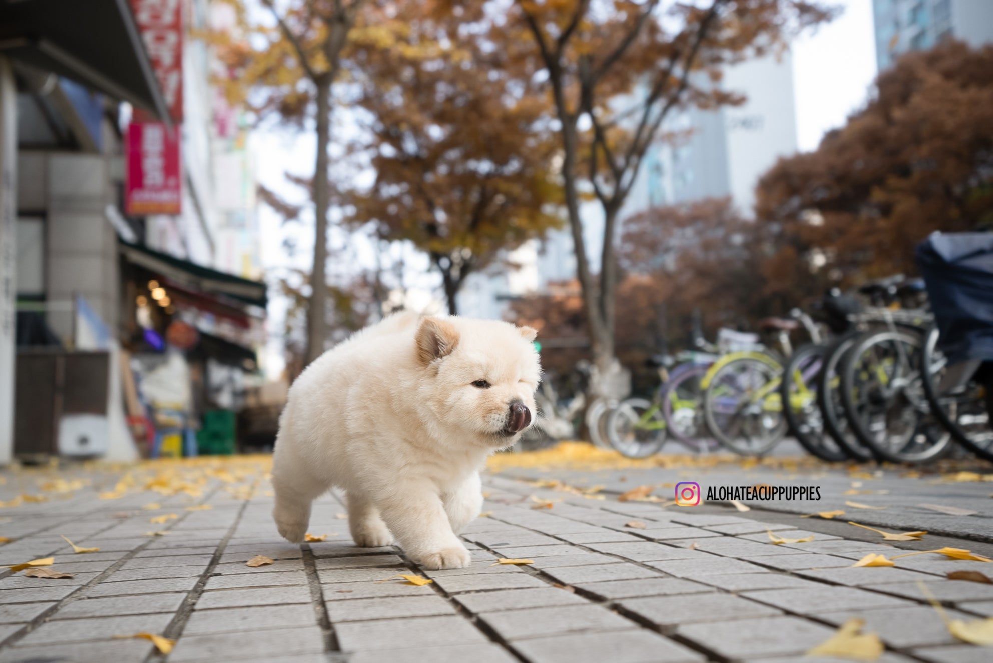 Cow [Mini Chow Chow]