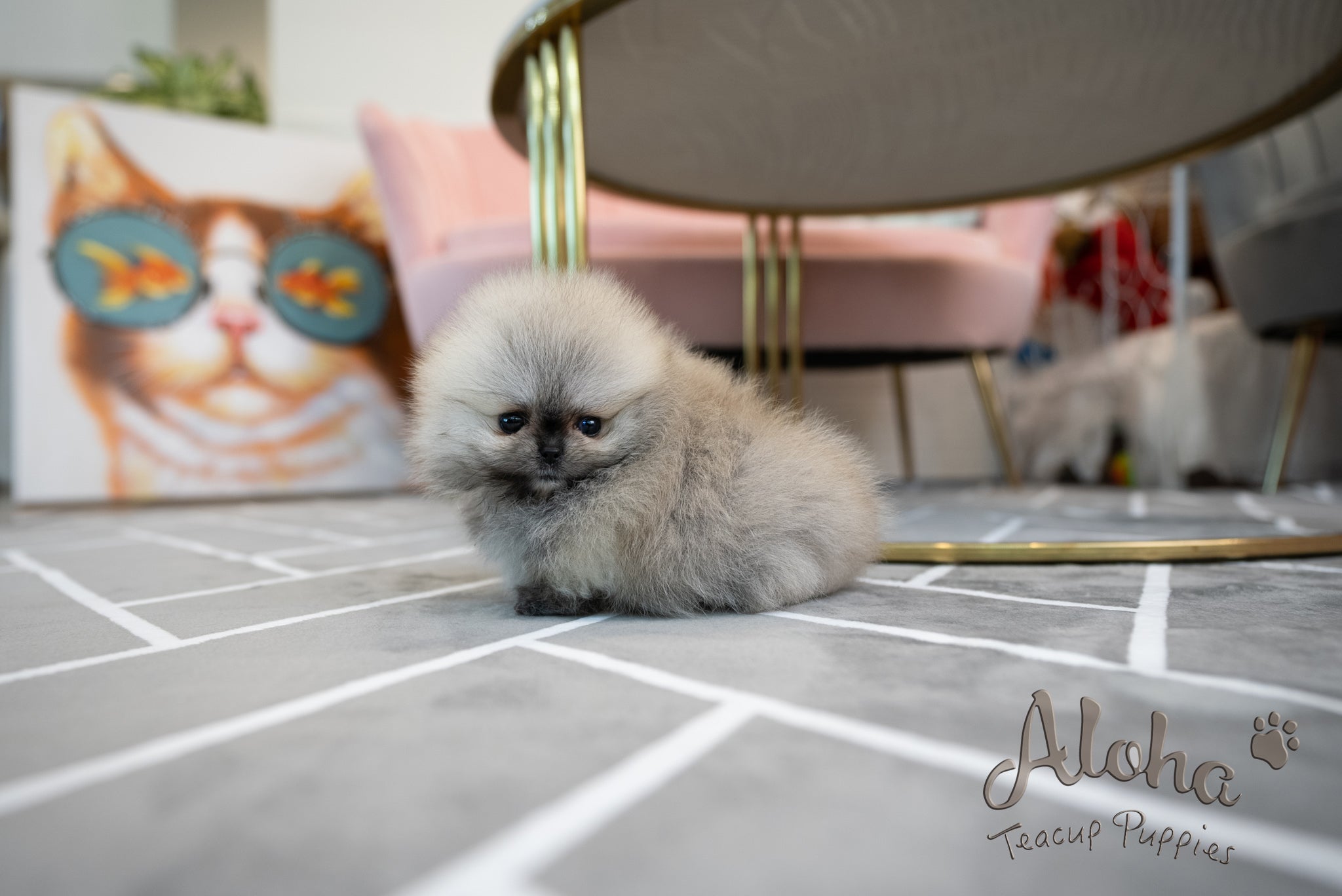 Bianca [TEACUP POMERANIAN]