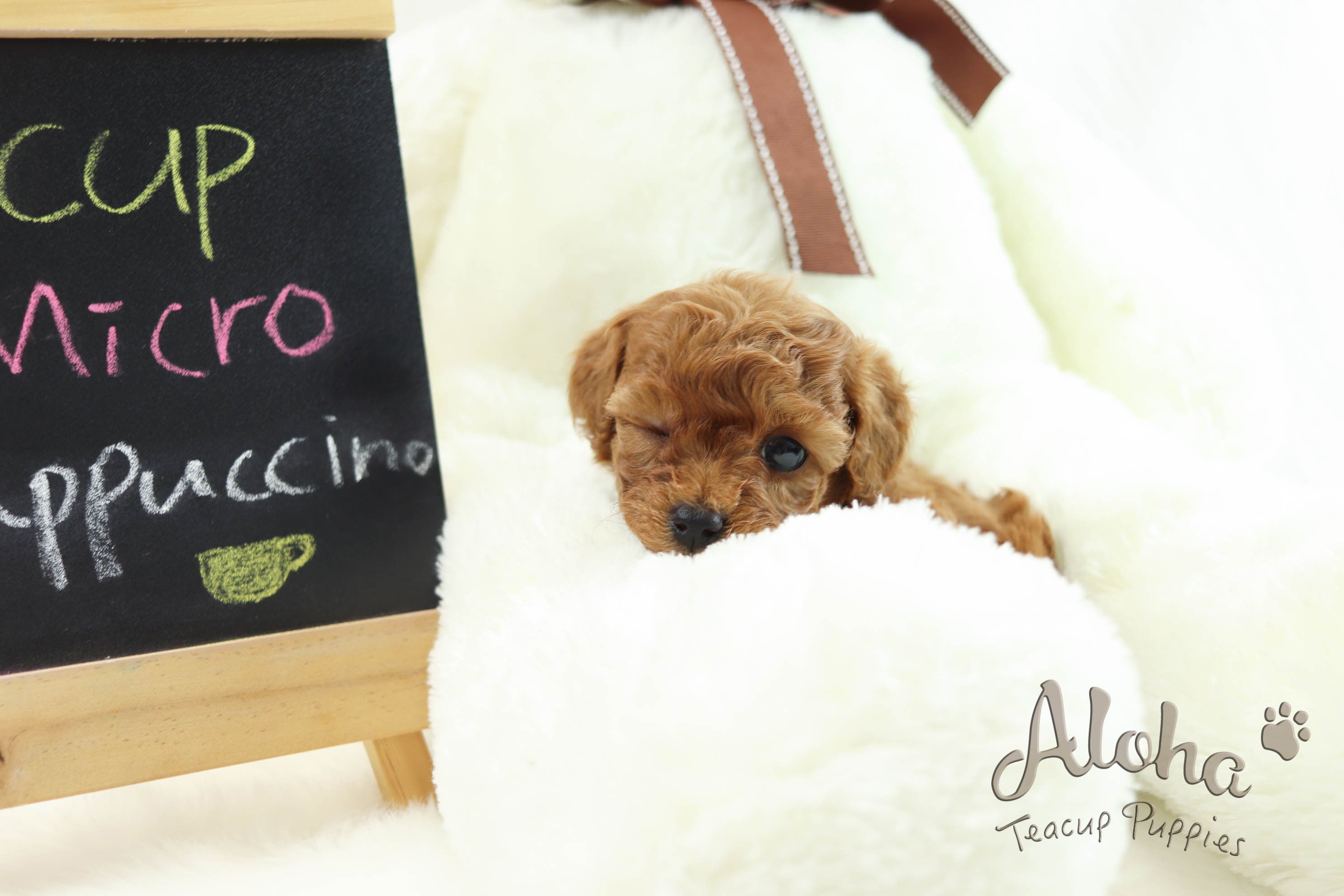 Vendido a Tisha, Cappuccino [Poodle miniatura]