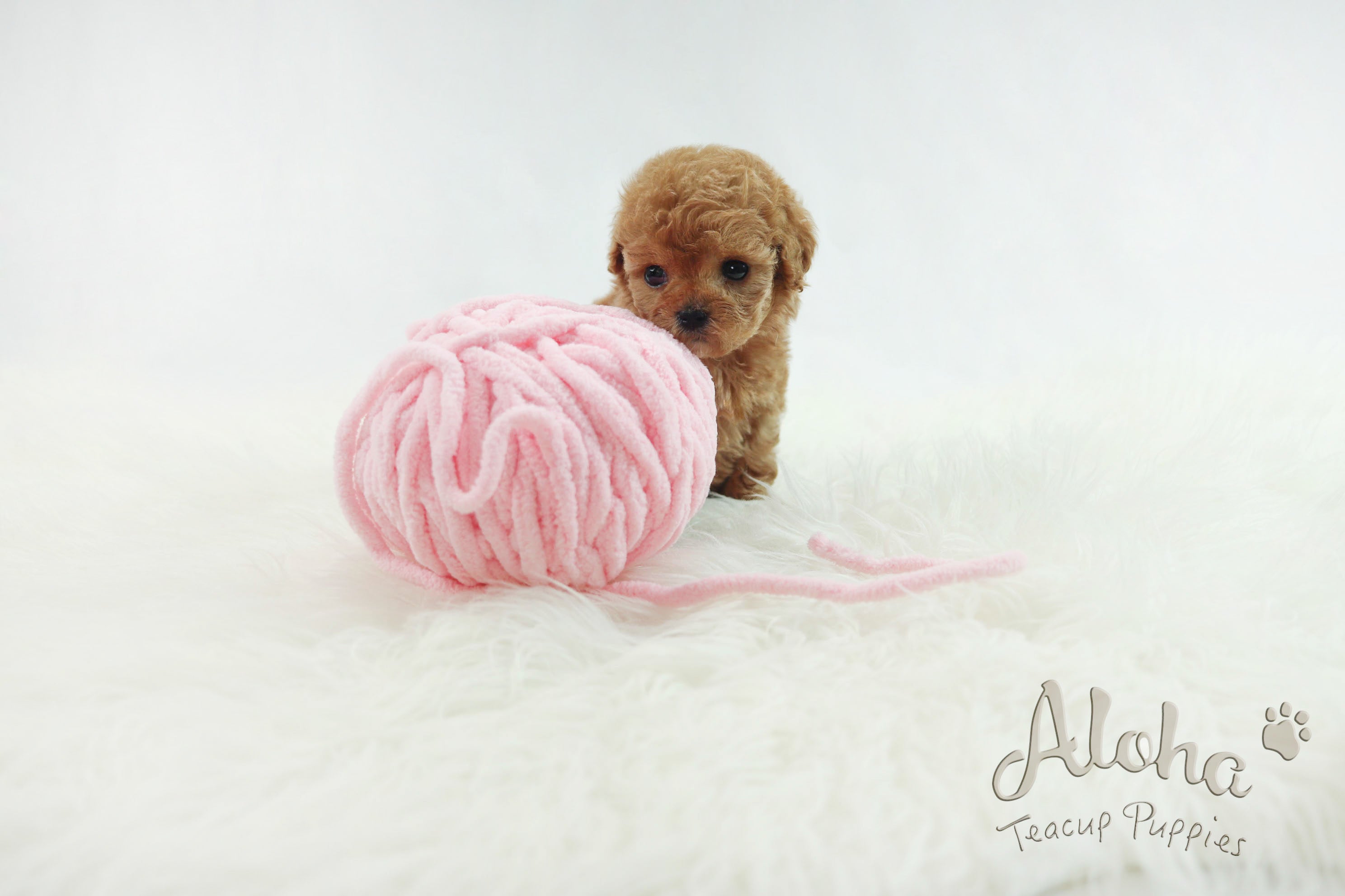 Sold to Delilah, baguette [TEACUP MALTIPOO]