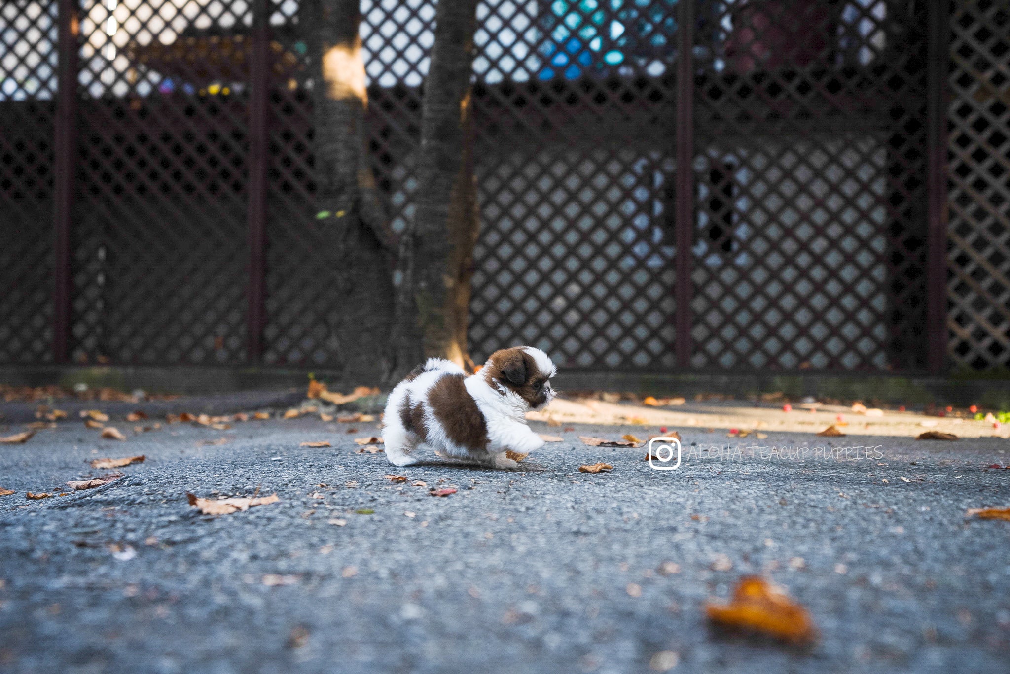 Maya [TEACUP SHIHTZU]