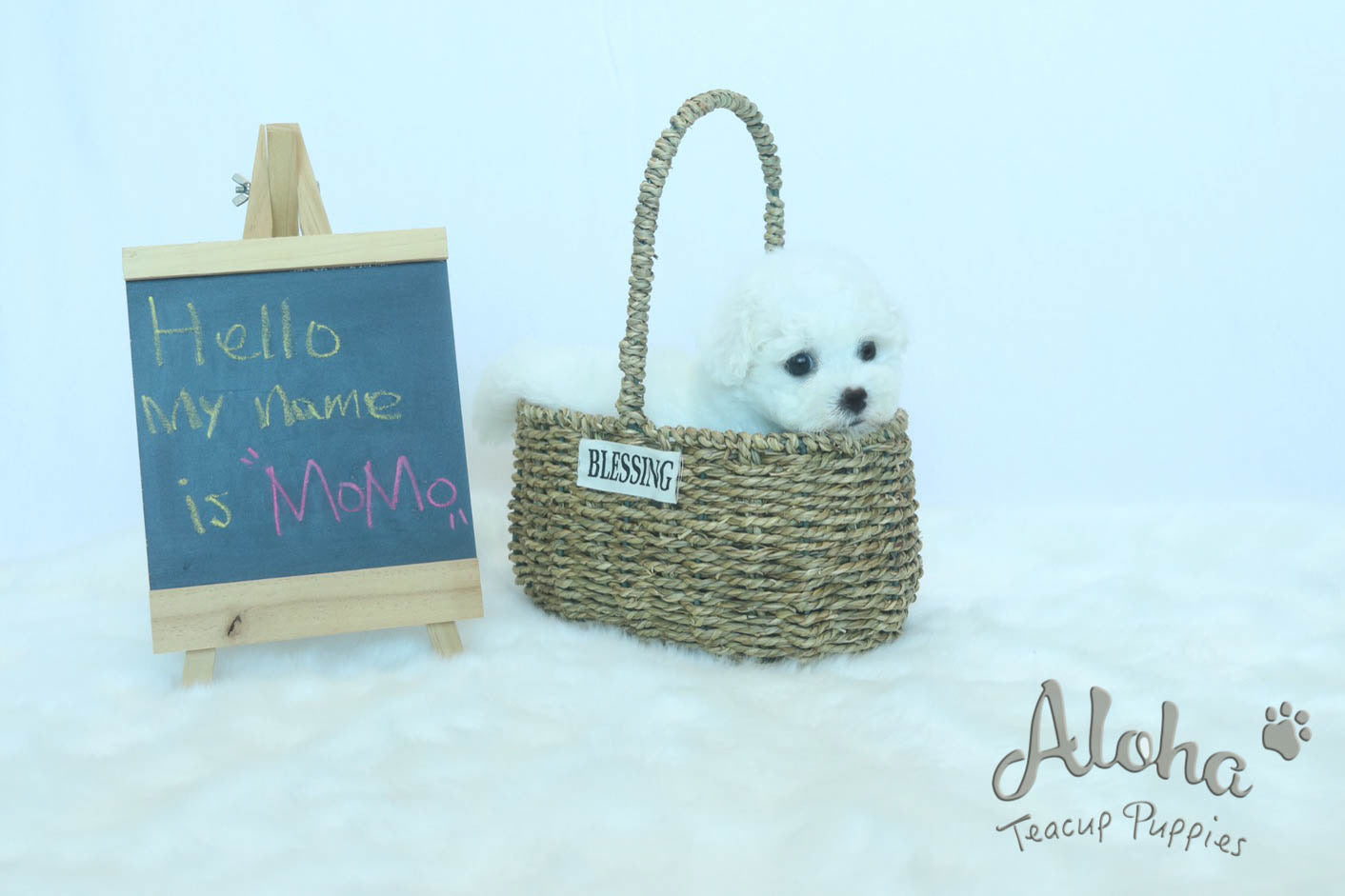 Sold to Amanda, MOMO - [Teacup Bichon]