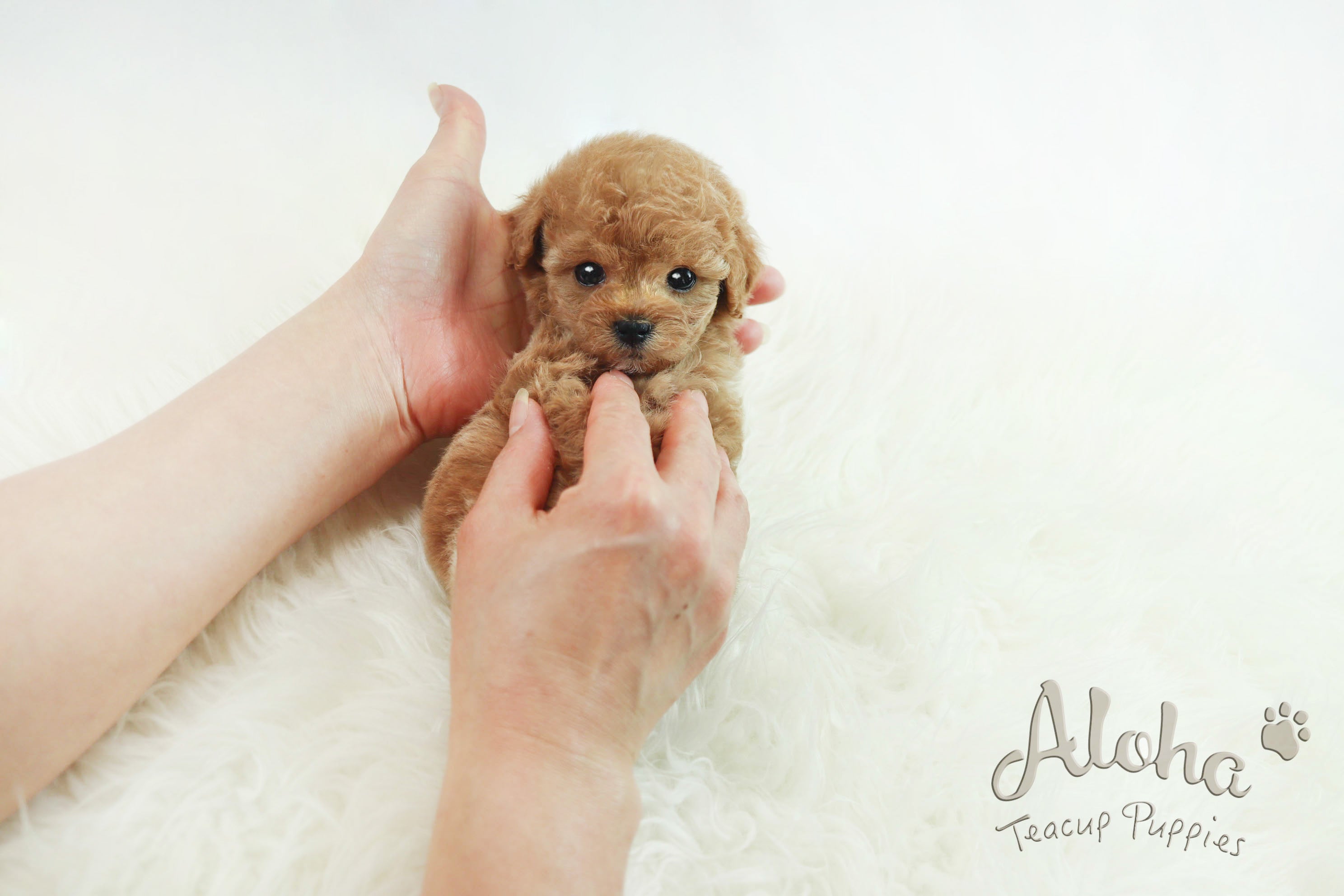 Sold to Delilah, baguette [TEACUP MALTIPOO]