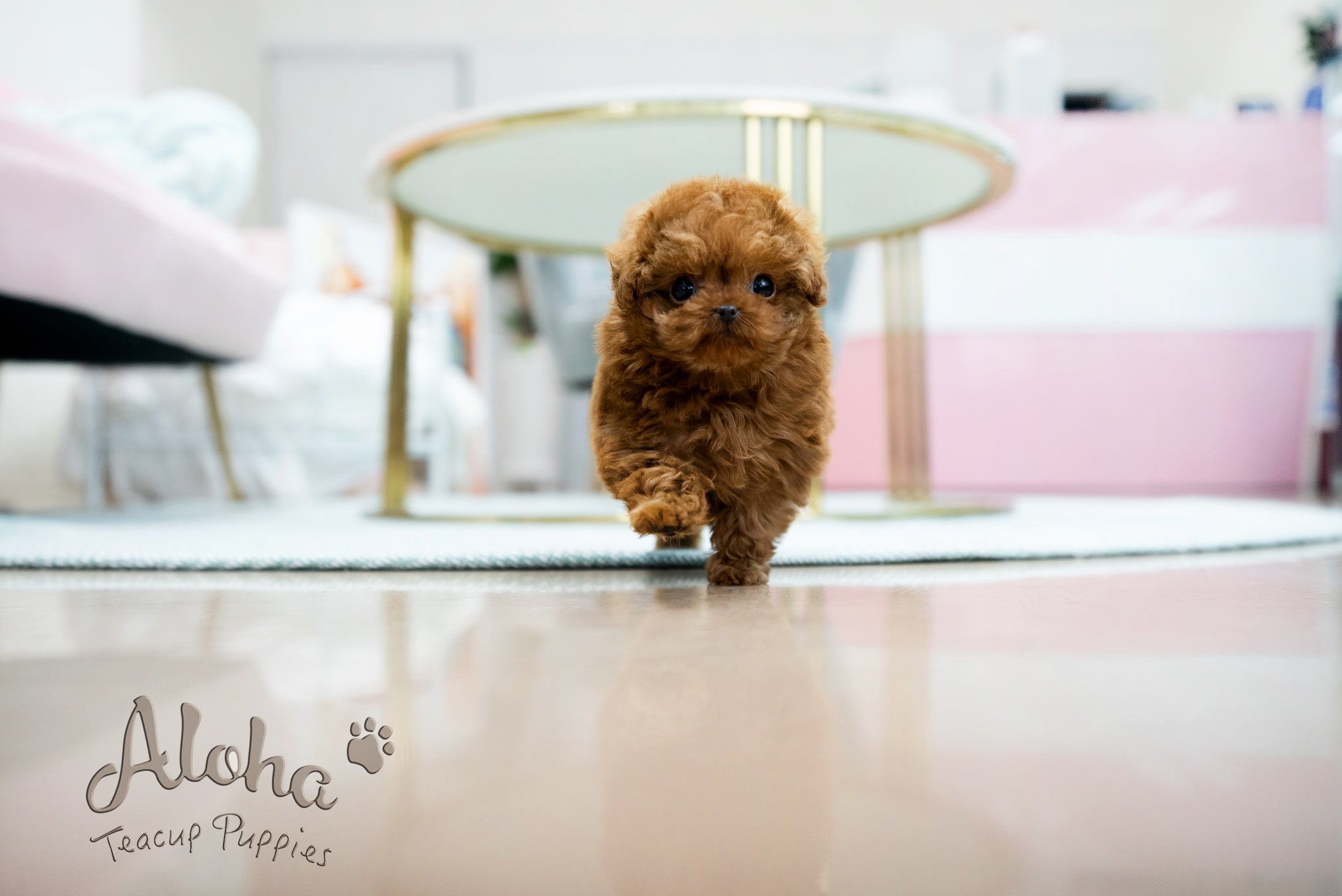 Alice [TEACUP POODLE]