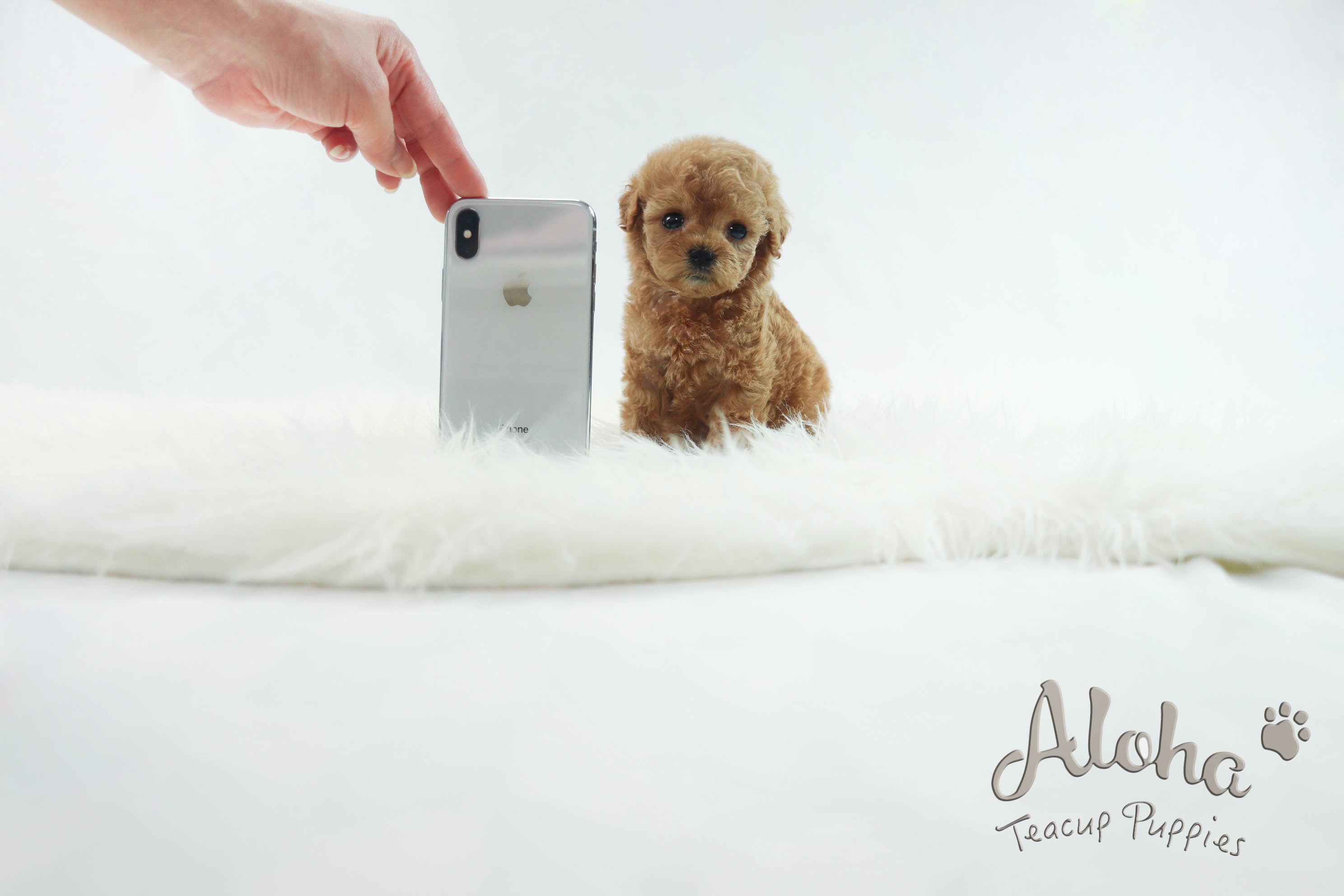 Sold to Delilah, baguette [TEACUP MALTIPOO]