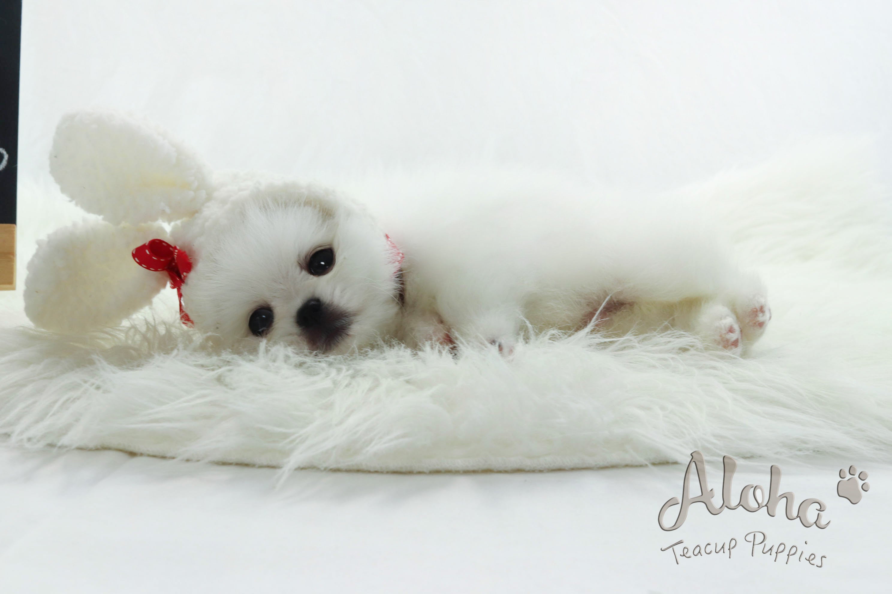 Sold to Barbie, SANTA [Pomeranian]