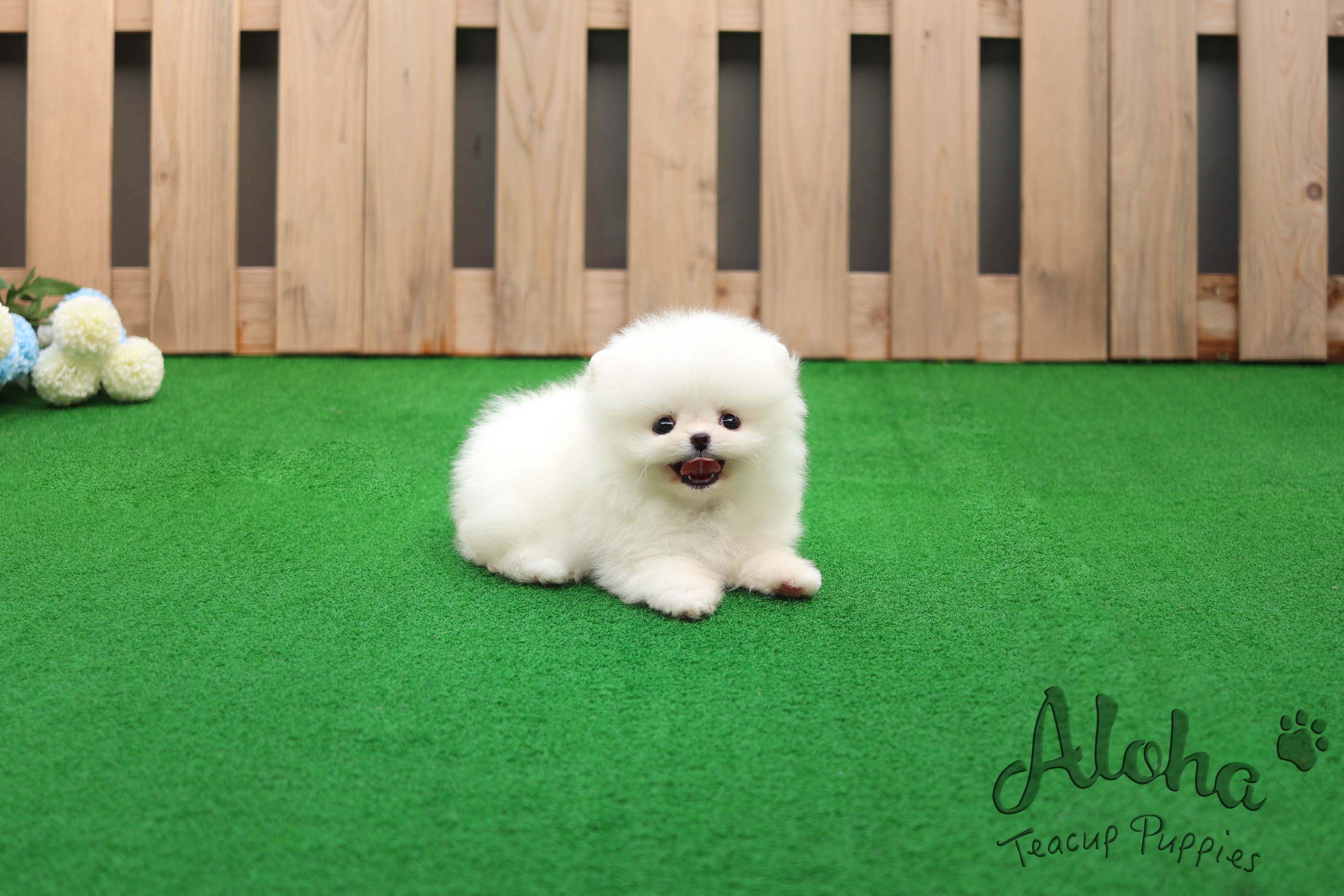 Sold to Sana, Dior [TEACUP POMERANIAN]
