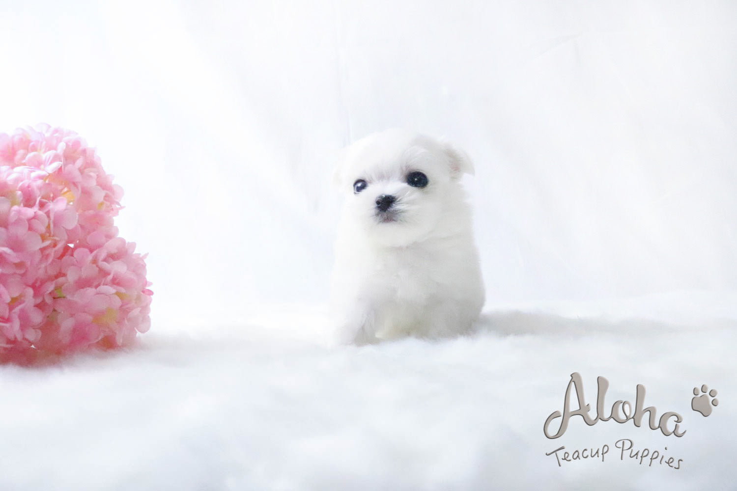 Sold to Alex, LEO - [Teacup Maltese]