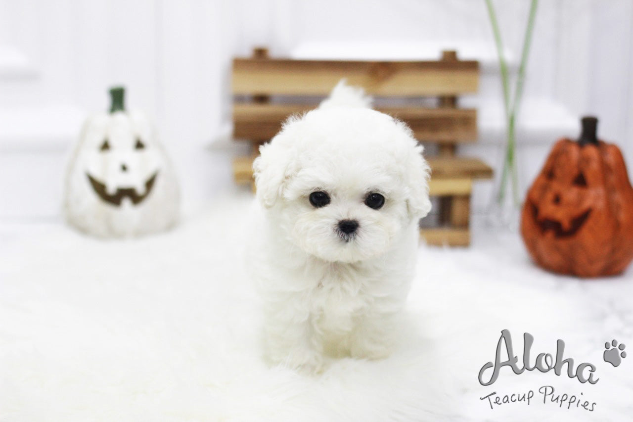 Marshmallow [TEACUP BICHON]