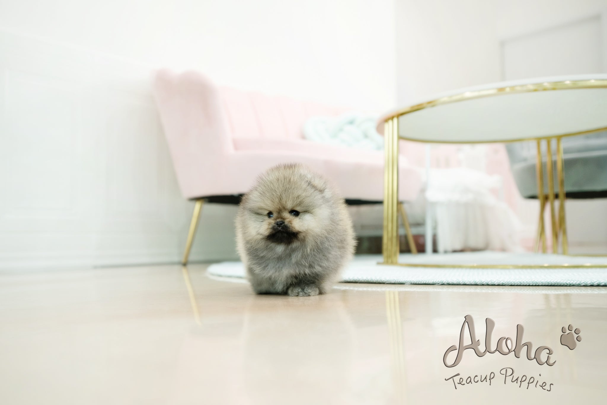 Gideon [TEACUP POMERANIAN]