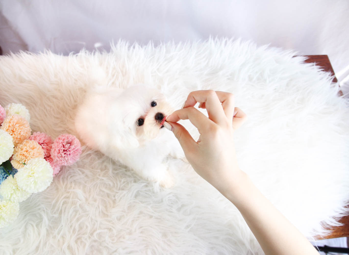Sold to Rhiannon, Lilly [TEACUP Maltese]