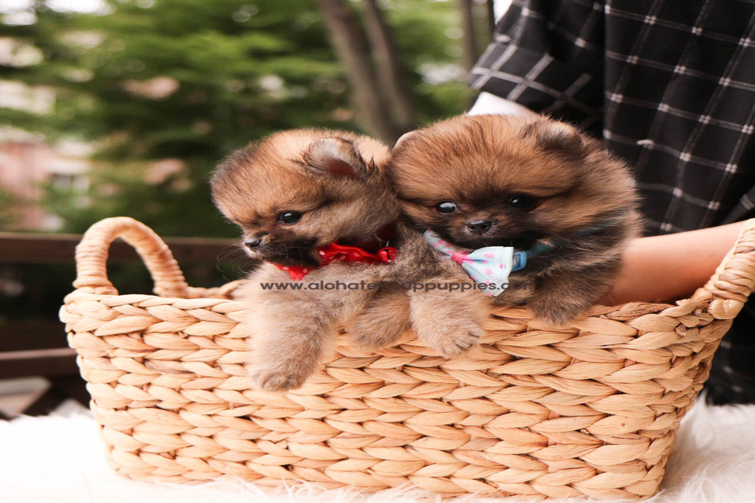 Nichol "red collar"- [Pomeranian]