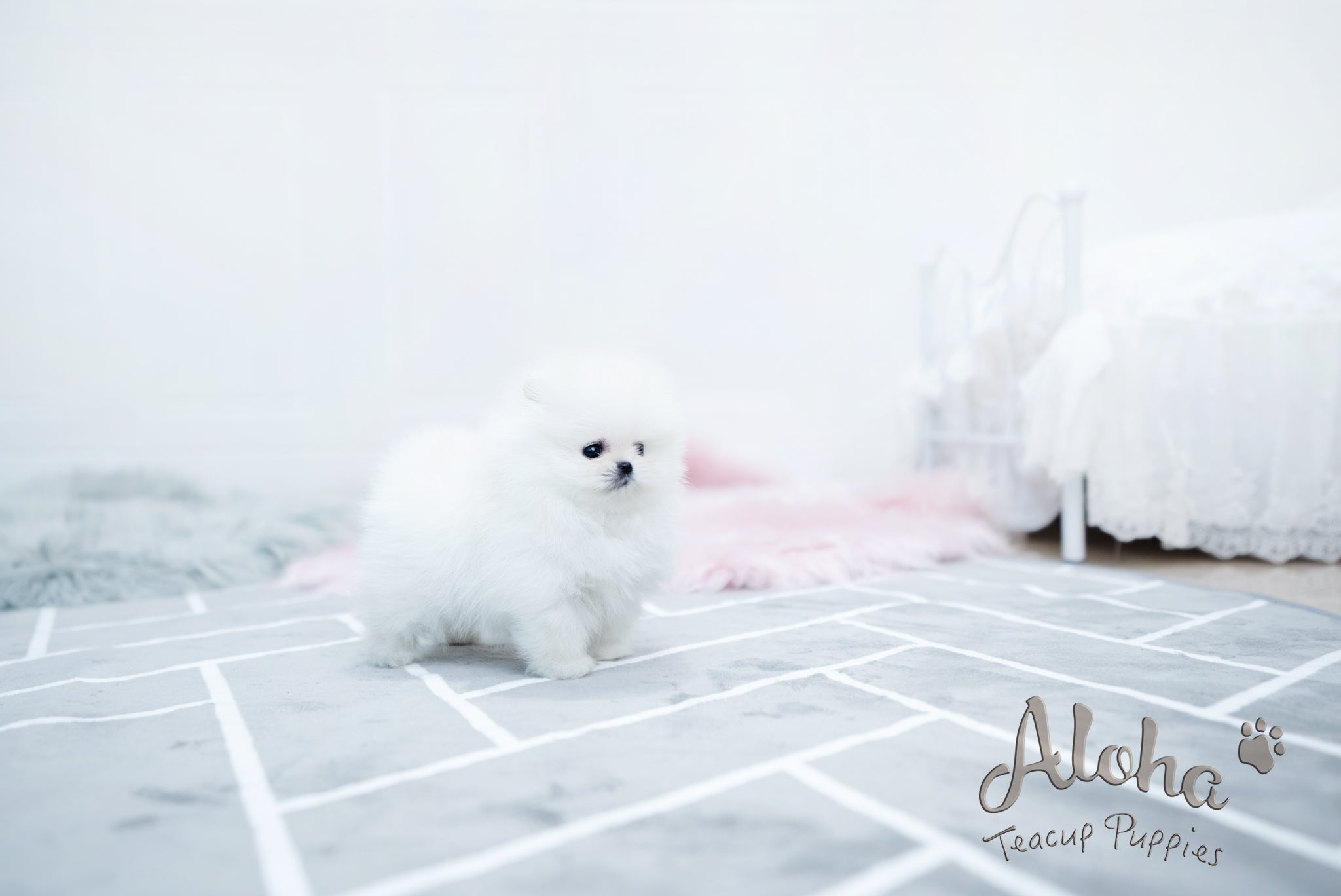 Bear [TEACUP POMERANIAN]