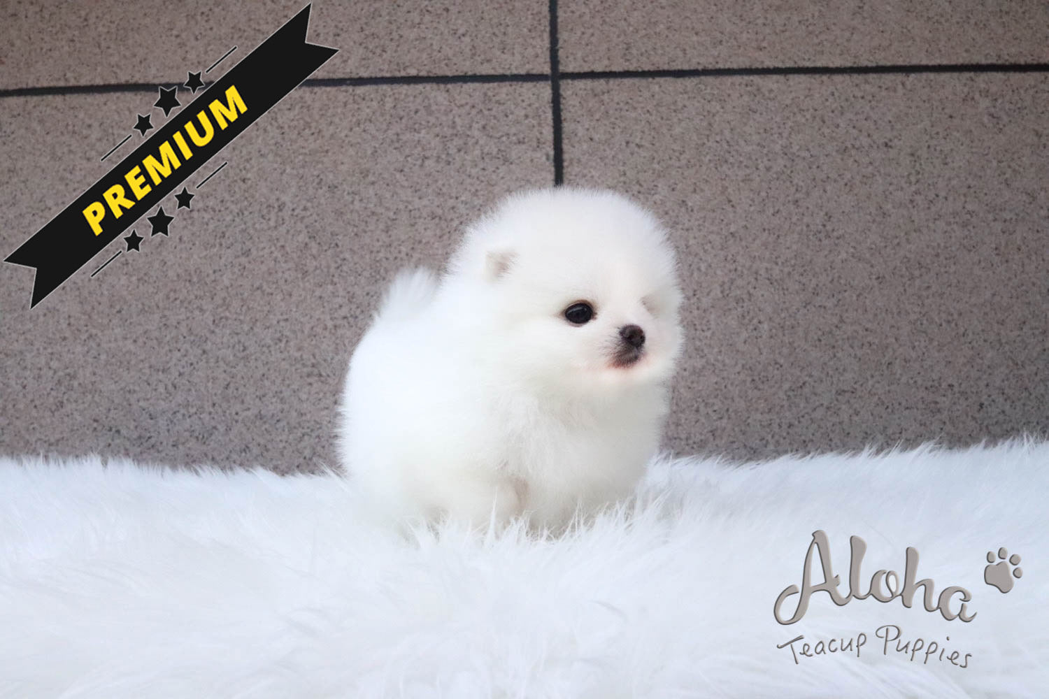 Sold to Eva, ANNA - [Teacup Pomeranian]