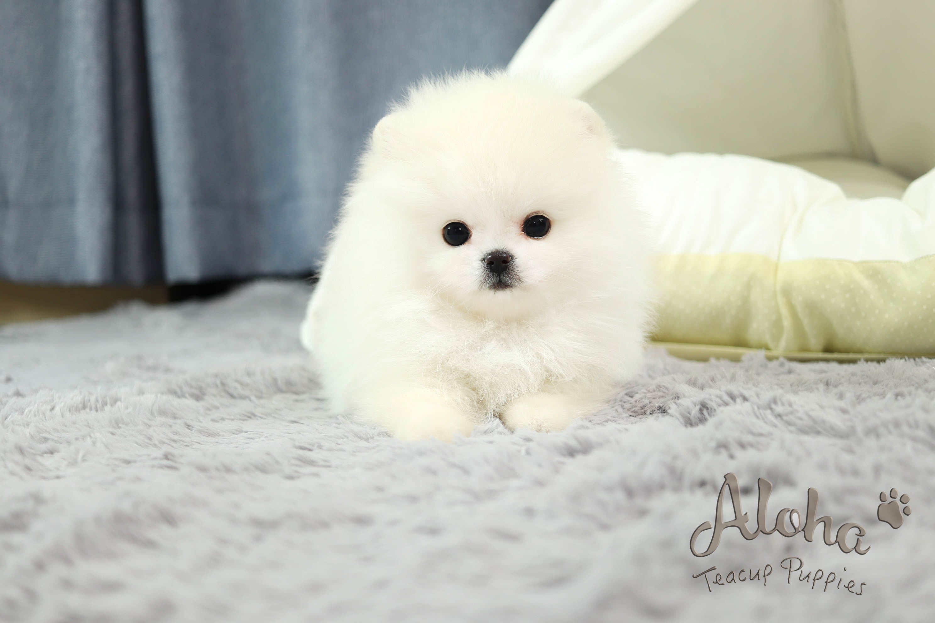 Boo [Teacup Pomeranian]